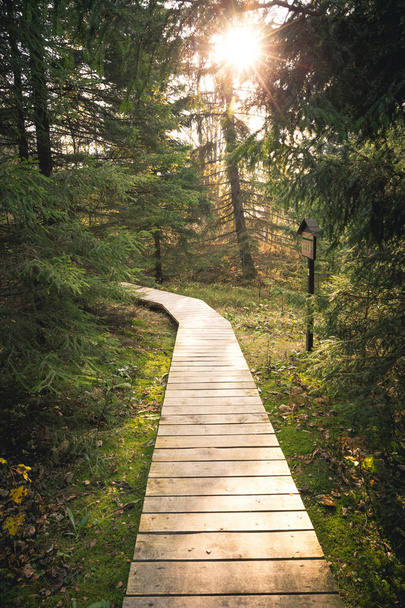 Sentiero pedonale in legno in una bellissima foresta di abeti verdi con sole dietro gli alberi
. - Foto, immagini