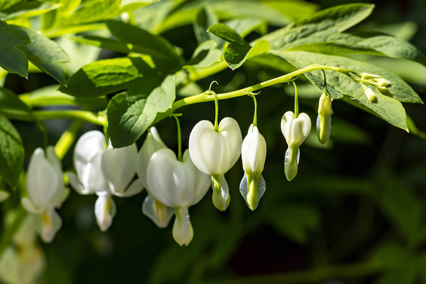Pefect flores brancas de Bleeding Heart ou Lady em uma planta Bath
 - Foto, Imagem