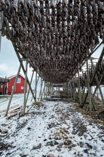 Trocknen von Flocken für Stockfisch-Kabeljau im Winter. Lofoten, - Foto, Bild