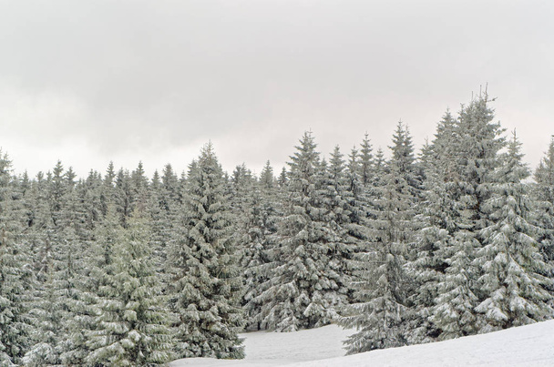 Winter landscape of forested mountains in Harz region, Germany. This photo was taken from Sonnenberg ski piste. - Fotoğraf, Görsel