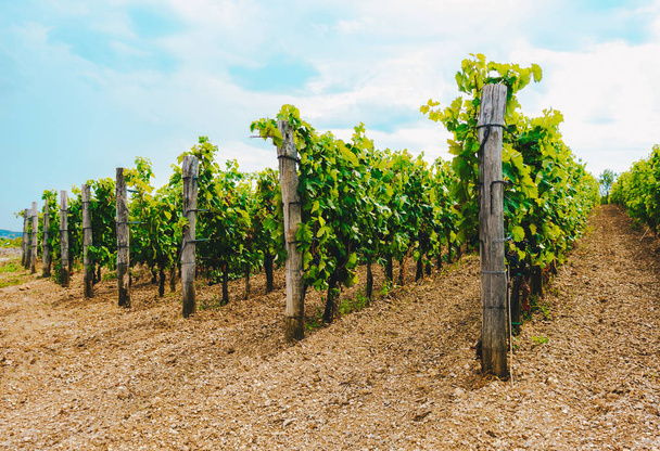 Viñas en un viñedo en otoño. Uvas de vino antes de la cosecha. Vinos italianos - Foto, imagen