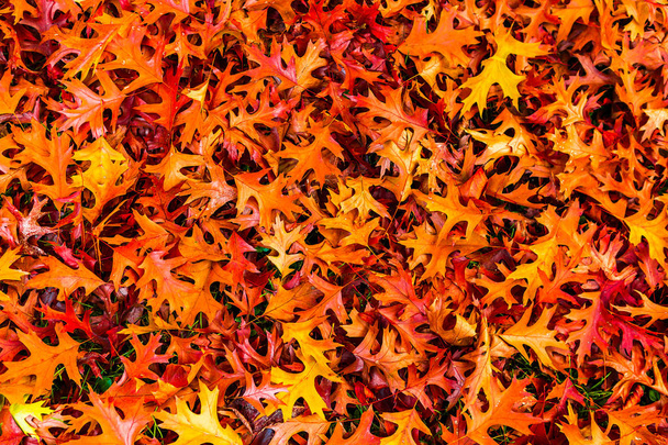 Gouden herfst blad wallpaper patroon achtergrond. - Foto, afbeelding
