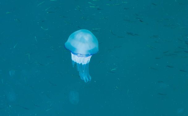 Beautiful glowing blue jellyfish in blue water sea with little fish background - Photo, Image