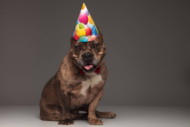 gentleman american bully wearing birthday hat sitting on grey background and looking down - Foto, Imagen