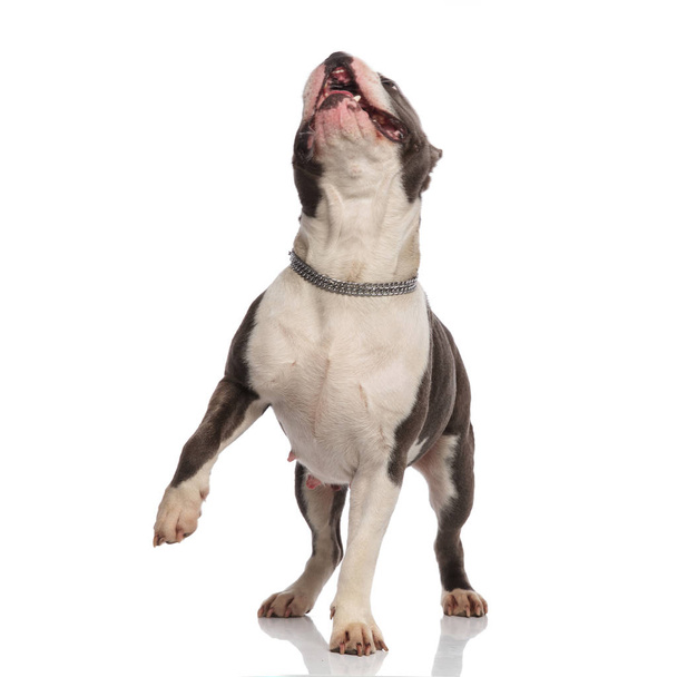 playful american bully stepping forward while looking up with mouth open on white background - Valokuva, kuva