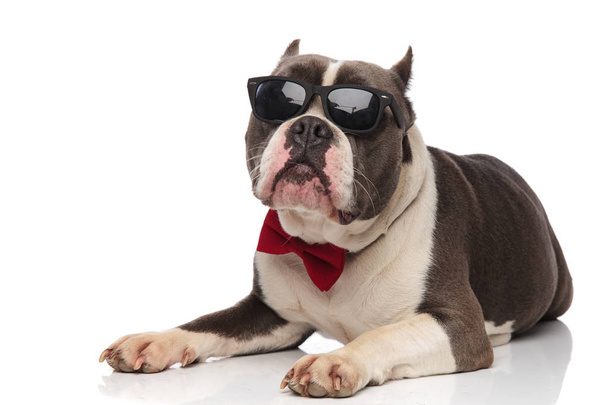 adorable american bully wearing sunglasses and red bowtie lies on white background and looks up to side - Фото, изображение