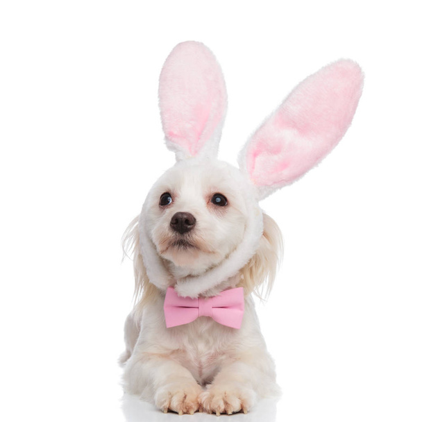 gentleman bichon con orecchie di coniglio guarda da un lato mentre sdraiato su sfondo bianco
 - Foto, immagini