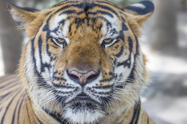 Bengala salvaje Tigre cara y ojos de cerca
 - Foto, Imagen
