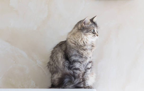 Beautiful long haired cat of siberian breed.Adorable pet of livestock, hypoallergenic kitten, sitting in relax - Foto, afbeelding