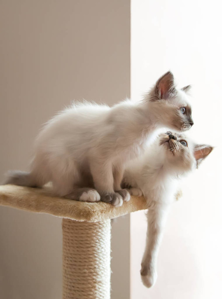 Портрет двух белых длинноволосых кошек-бирманов с голубыми глазами
.  - Фото, изображение
