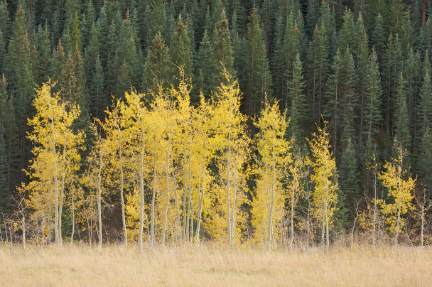 Aspen Pines Cambiare colore contro la montagna
 - Foto, immagini