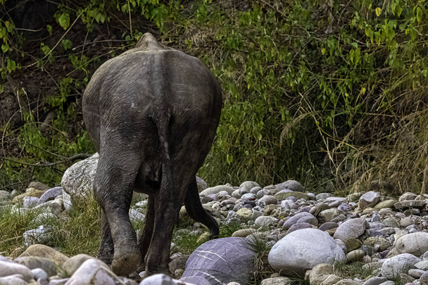 Ινδική ελέφαντας (Indicus maximus Elephas) Jim Corbett εθνικό πάρκο, Ινδία - Φωτογραφία, εικόνα