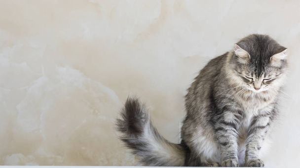 Beautiful fur cat of siberian breed.Adorable pet of livestock, hypoallergenic kitten - Fotoğraf, Görsel