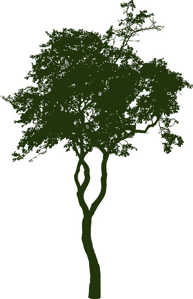Silueta slim listnatý strom - Vektor, obrázek