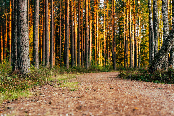Вид на лісовій дорозі, глибше в лісі сонячний день літа, частково розмите зображення за допомогою вільного місця для тексту заголовка - Фото, зображення