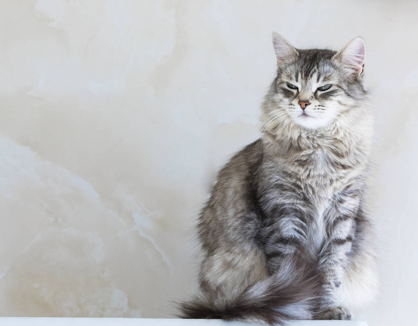 Lovable cat of siberian breed.Adorable pet of livestock, hypoallergenic kitten - Фото, изображение