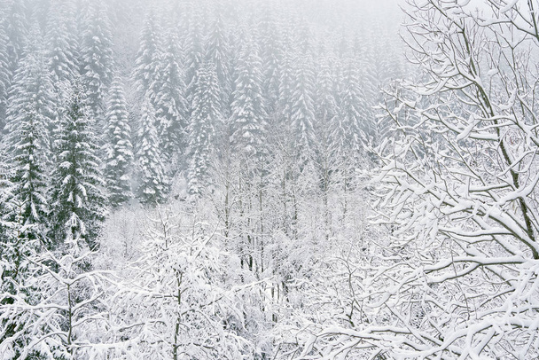 Winter alpine landscape in National Park Retezat, Carpathians, Romania, Europe. Snow covered moutains scenery - 写真・画像