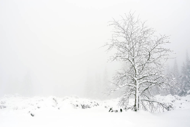 Paisaje alpino invernal en el Parque Nacional Retezat, Cárpatos, Rumania, Europa. Bosque cubierto de nieve paisaje
. - Foto, Imagen
