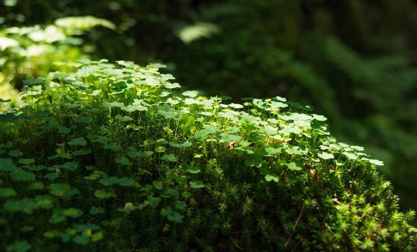 Moss and plants on stones. Natural background in the forest. Summer composition in the forest. Green color as a background. - Fotó, kép
