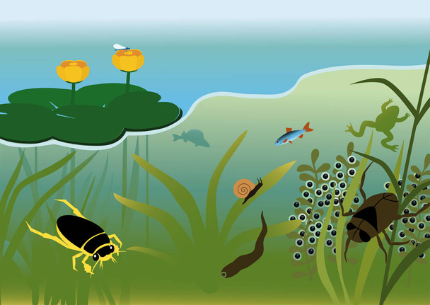 Λίμνη το καλοκαίρι με θαλάσσια φυτά, ζώα, έντομα και ψάρια του γλυκού νερού. - Διάνυσμα, εικόνα