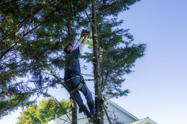 professionele mannelijke boom trimmer hoog in de boom snijden pijnboomtakken met gas aangedreven kettingzaag met houtsnippers en zag stof vliegen - Foto, afbeelding