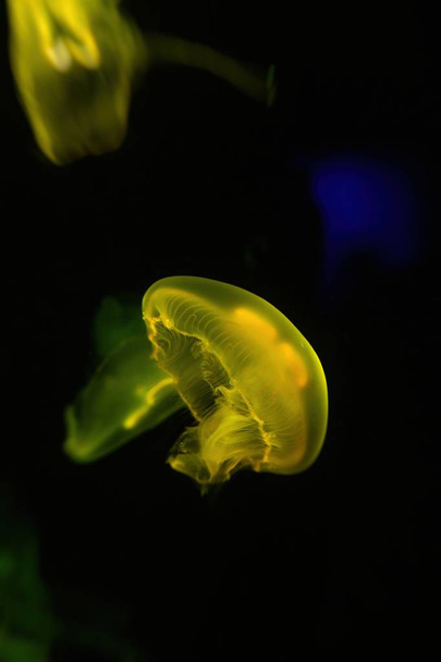 mer jaune méduses eau sauvage nature animaux de compagnie
  - Photo, image