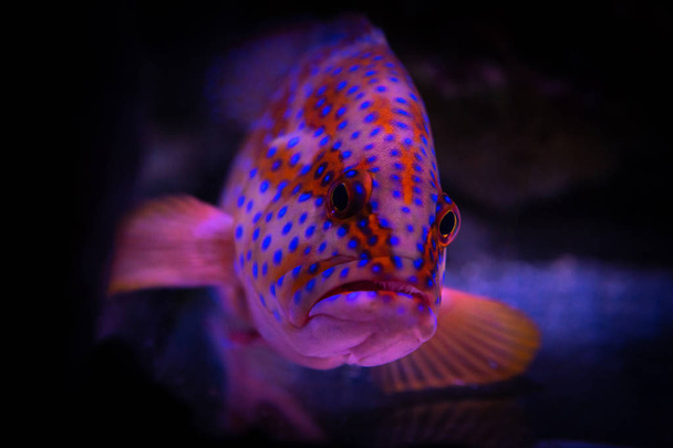 Червоний Sebastes акваріум море риби домашніх тварин Дике життя - Фото, зображення
