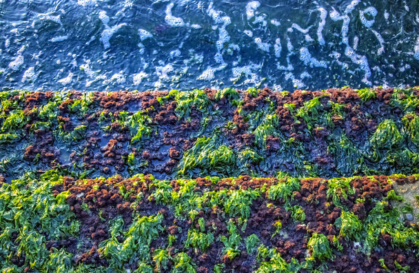 Кучка зеленых морских водорослей на лестнице. Синие морские волны
. - Фото, изображение