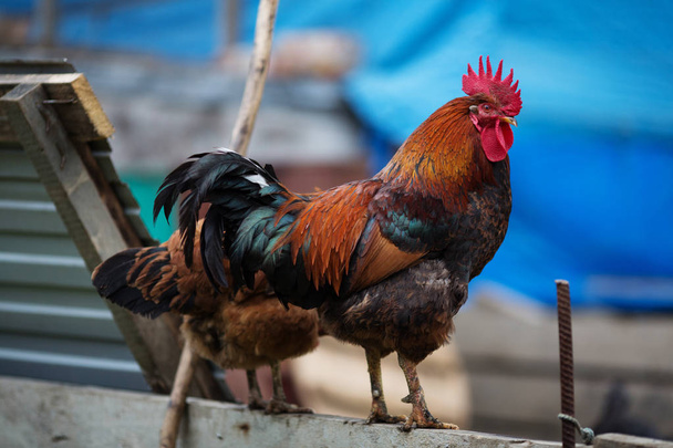 Poultry cock grazes in the barnyard - Foto, afbeelding