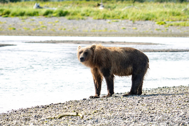 Alaska-Braunbär Grizzly sucht in einem Fluss im Katmai-Nationalpark auf einer Sandbank nach Fischen - Foto, Bild
