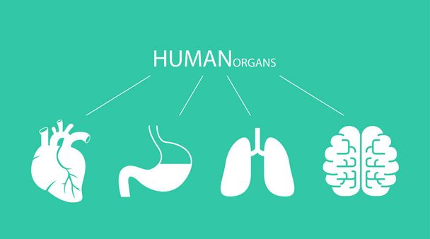 Iconen van menselijke organen. Hart, longen, maag hersenen Eps10 - Vector, afbeelding