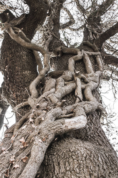 A huge ancient tree. Thick ash trunk. Enchanted tall oak. Fairy forest. Grow together roots. Two guns. Oddities of nature. Natural plant breeding. Dry branches of a large tree. The texture of the bark. - Photo, Image