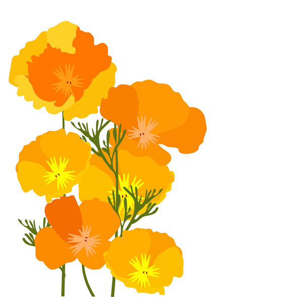 ilustración vectorial de amapolas amarillas y naranjas del estado de California
. - Vector, imagen