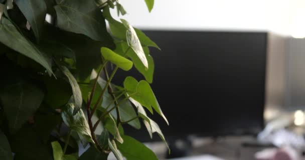 Növény az irodában, az előtérben és a háttérben figyelő. - Felvétel, videó