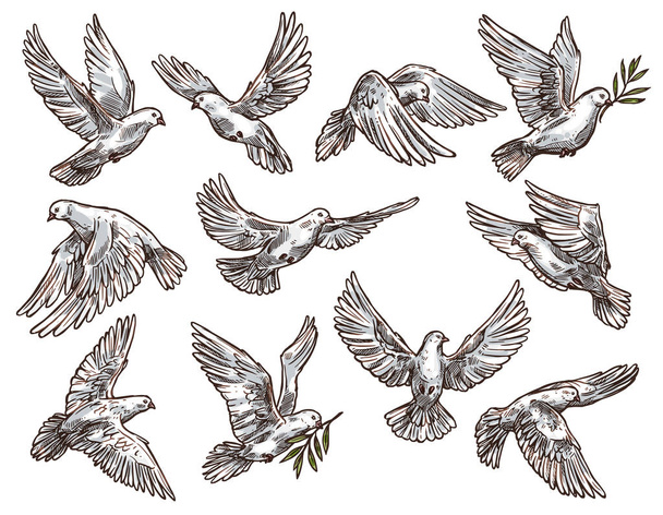 Άσπρο Περιστέρι με κλαδί ελιάς, Περιστέρι πουλιά που πετούν - Διάνυσμα, εικόνα