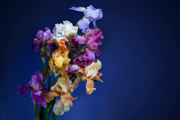 Bouquet of iris flowers - Фото, изображение