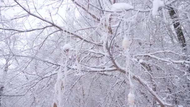 Witte sneeuw ligt op de takken van bomen in de winter park - Video