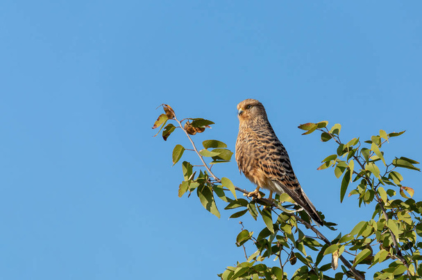 Mayor cernícalo (Falco rupicoloides) encaramado en un árbol en el hábitat natural contra el cielo azul, Etosha, Namibia África safari fauna - Foto, Imagen