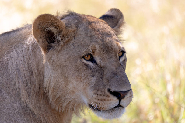 fiatal oroszlán (Panthera leo) sörény nélkül a Savuti vadrezervátumban. Botswana Afrika szafari vadvilág - Fotó, kép