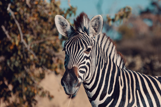 aranyos zebra csikó természetes élőhelyen Moremi Game rezervátum, zöld mocsár eső után szezonban. Botswana Afrika vadon élő állatok szafari - Fotó, kép