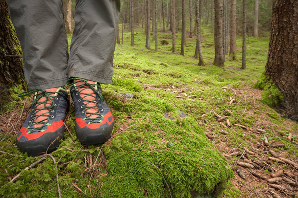 прогулки в лесу долгий путь - Фото, изображение