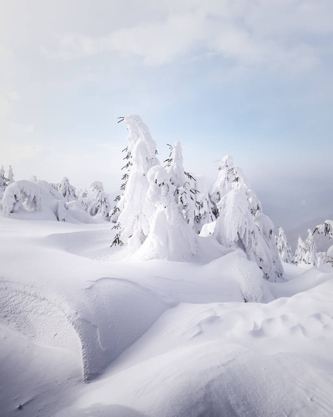 Fantastic winter landscape - Zdjęcie, obraz