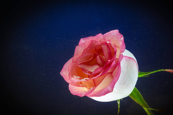 Крупный план свежей розовой розы, покрытой капельками воды на черном изолированном фоне, вид сбоку. Студийная фотография натурального цветка
 - Фото, изображение