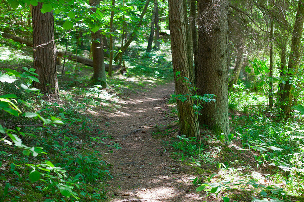 empty path in green forest - Φωτογραφία, εικόνα