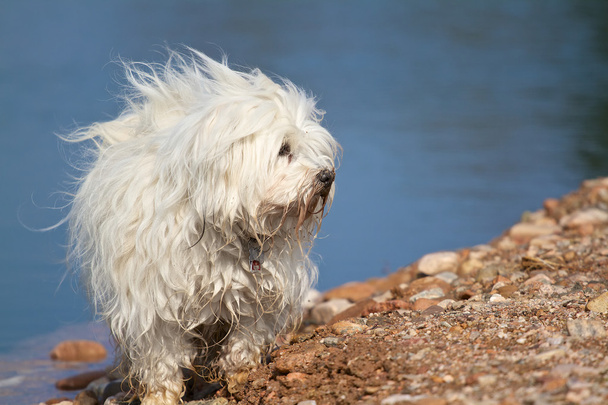 Собака - Гаванське озеро
 - Фото, зображення