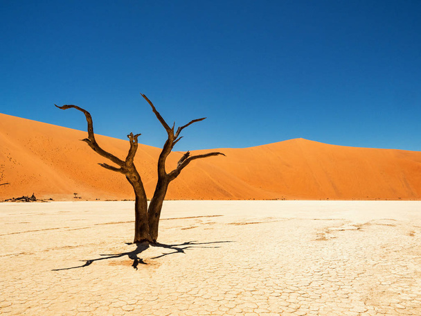Мертвый Camelthorn деревья и корни против красных дюн и голубое небо в Deadvlei, солончак Sossusvlei. 450-летние мертвые деревья. Национальный парк Намиб-Науклуфт, Намибия, Африка
 - Фото, изображение