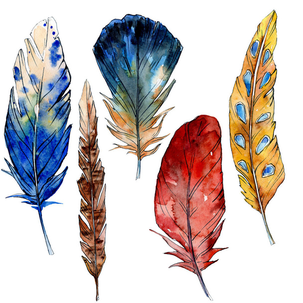 Watercolor bird feather from wing isolated. Watercolour drawing feathers background illustration element. - Фото, зображення