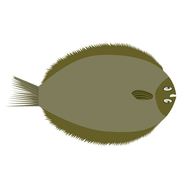 Brill, Evropské ploché ryby. Plochý barevný styl vektorové ilustrace. - Vektor, obrázek