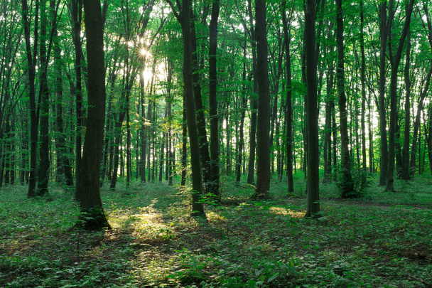 Bosbomen. natuur groen hout zonlicht achtergronden - Foto, afbeelding