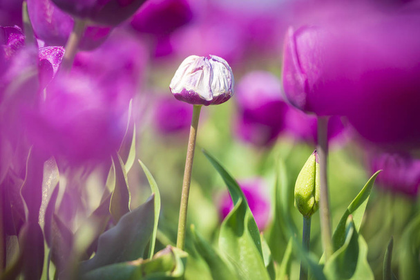 春、オランダ中に紫の花ベッドで育つ単一の白オランダのチューリップ - 写真・画像